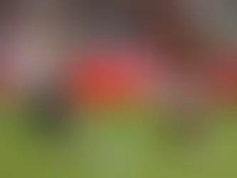 Olimpia confirma cinco refuerzos de cara a la temporada 2026