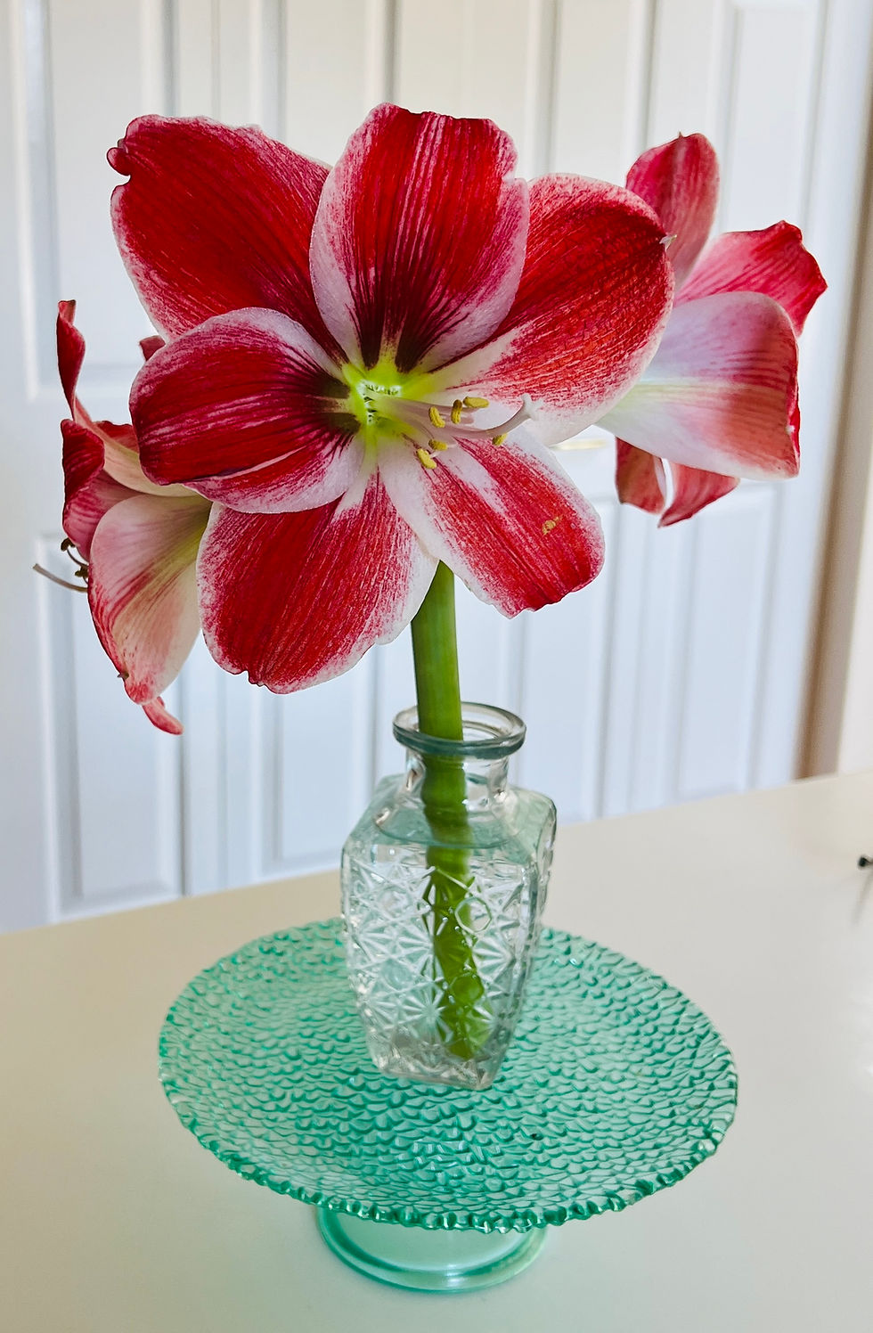 Booming & Blooming Amaryllis!
