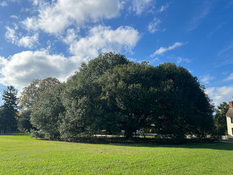 A Big Tree Bath in Williamsburg!