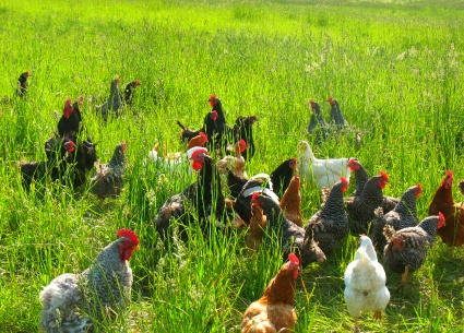 Vente de poulets bio