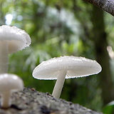 white-mushrooms-crop.jpg