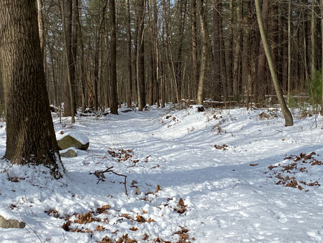 Day 11: Divination in the Woods