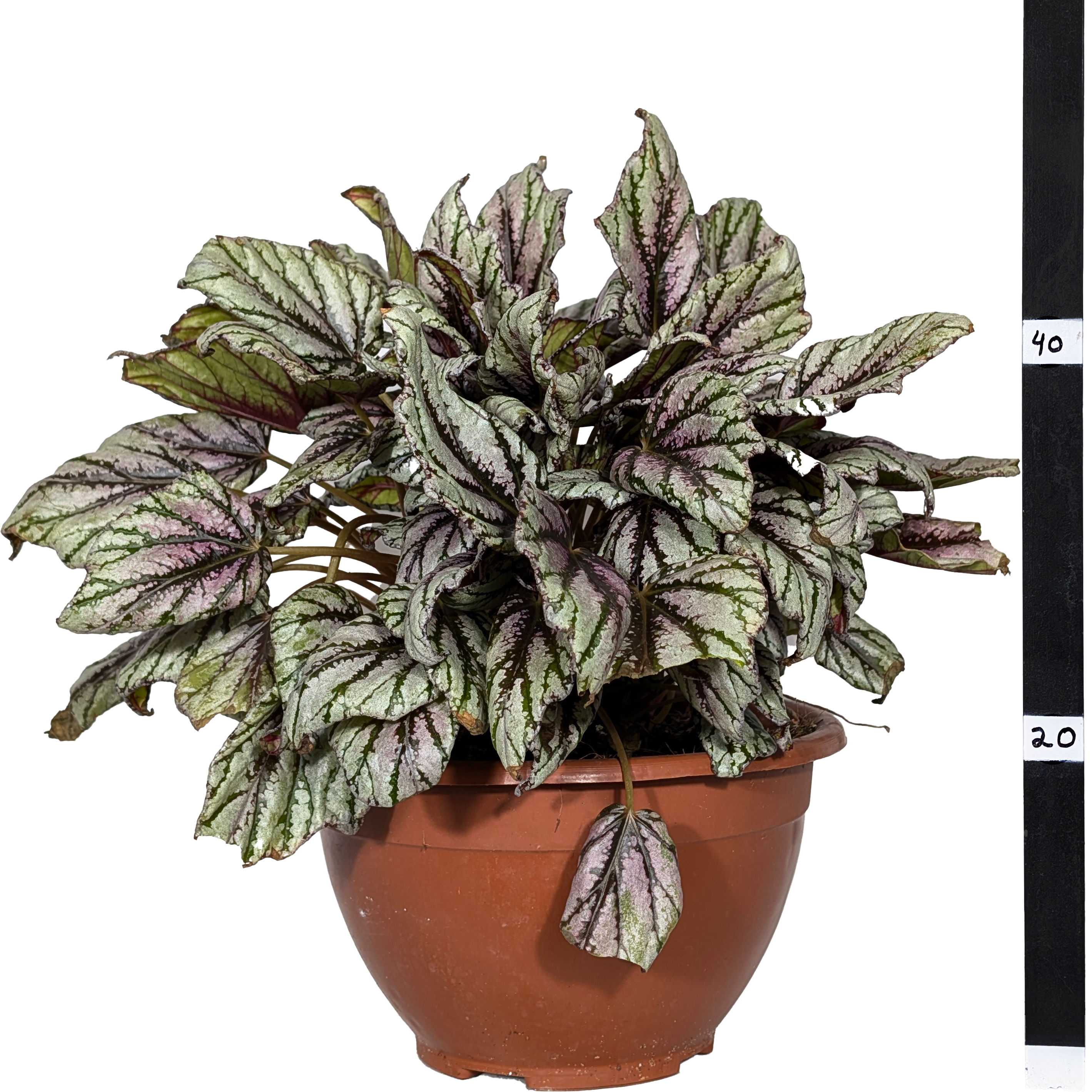 ביגוניה רקס למבדה