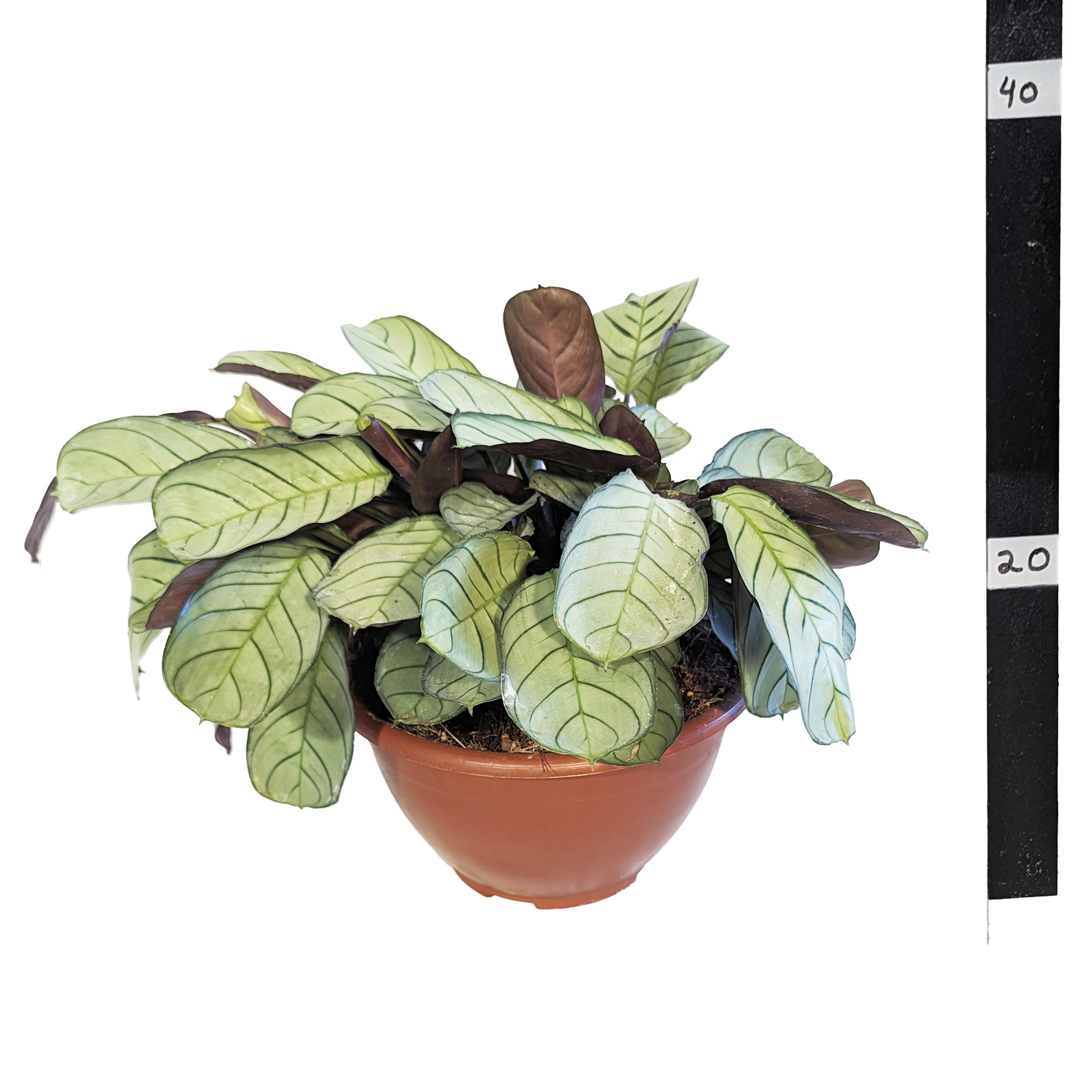 קטננטה בורל מרקסי אמגריס