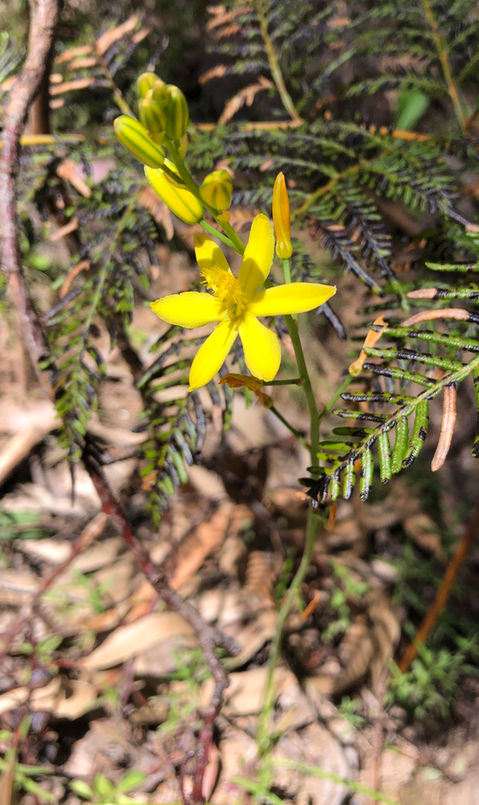BulbineLily, Bulbine bulbosa.jpeg