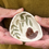 Miniaturbild: Wren and Ash leaves 