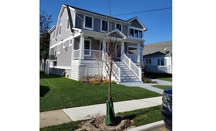 Free Street Tree
