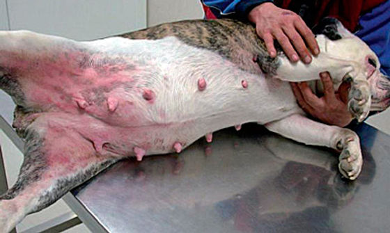 mi perro me puede dar tiña