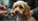 Servicios especializados de peluquería para perros en Alcañiz