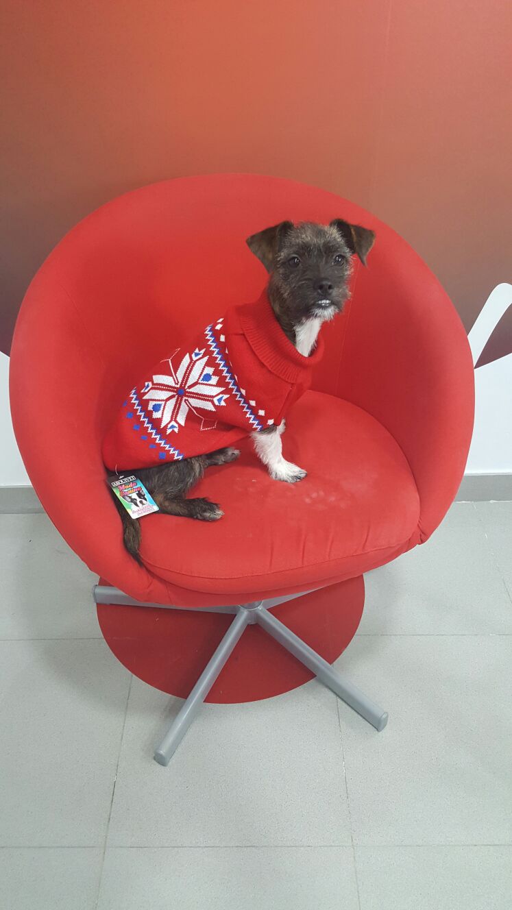 Llum con jersey rojo