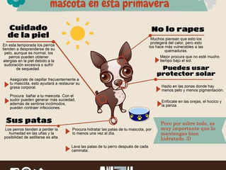 Tips para el cuidado de la piel de tu perro en primavera