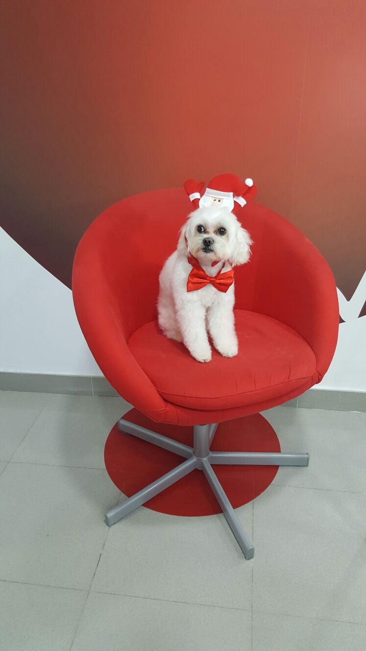 Chula (después)
