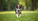 Claves para el bienestar total del perro