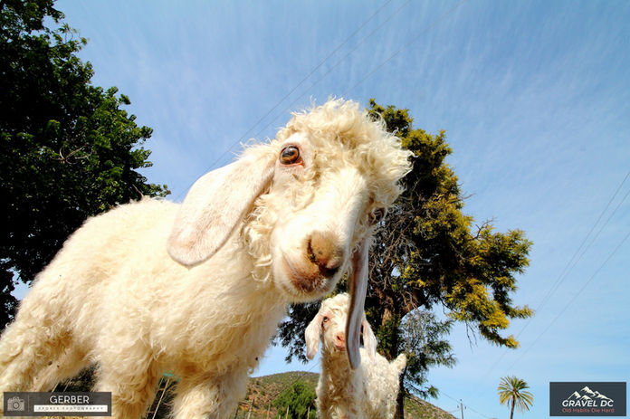 Sheep.jpeg