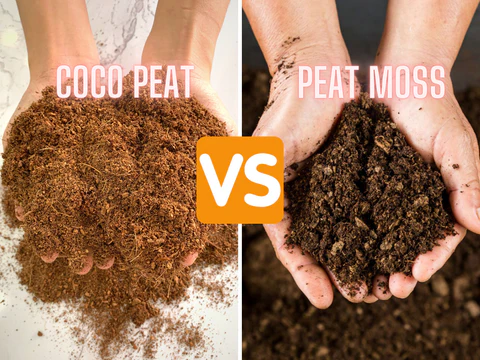 Coco peat vs peat moss comparison showing two different growing media