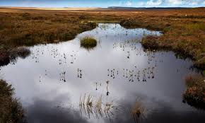 Peat bog ecosystem affected by peat moss harvesting