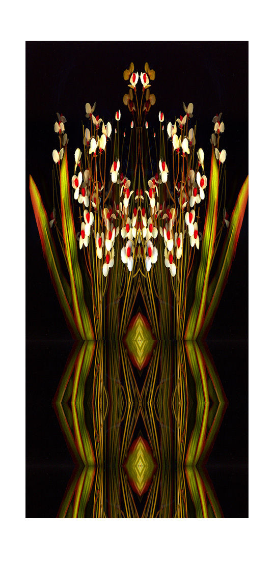 Emergence 1