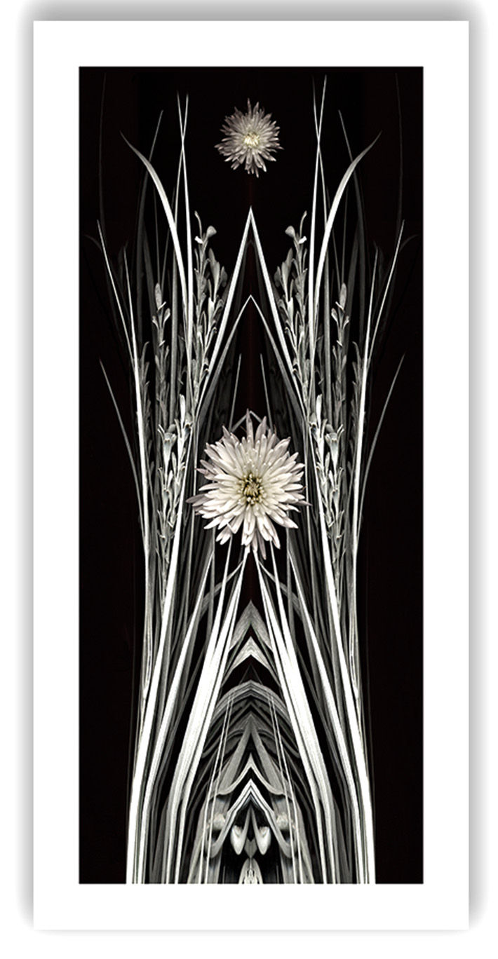 Flower of Notre Dame