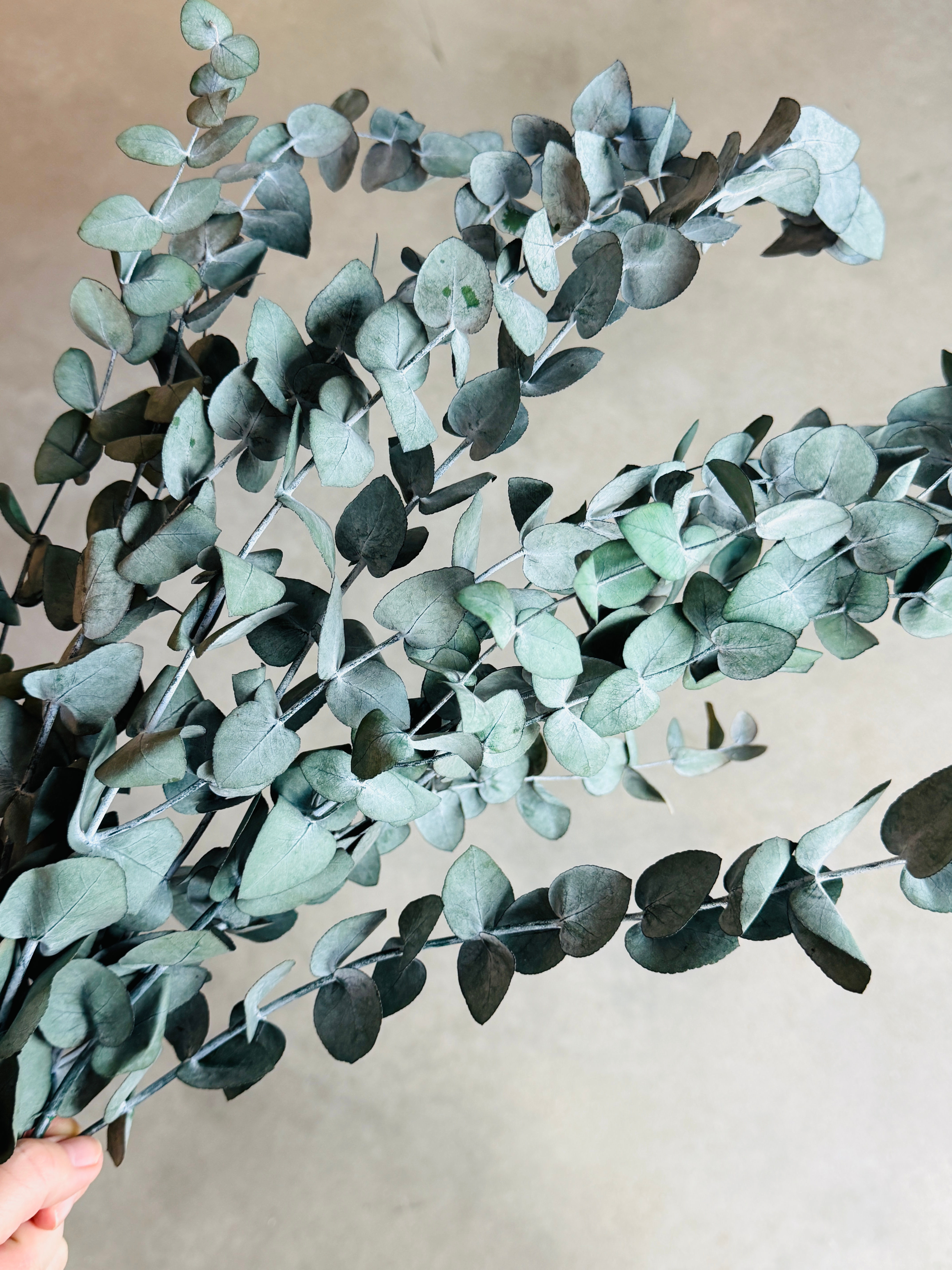 Stabilizuotas eukaliptas Cinerea (2)