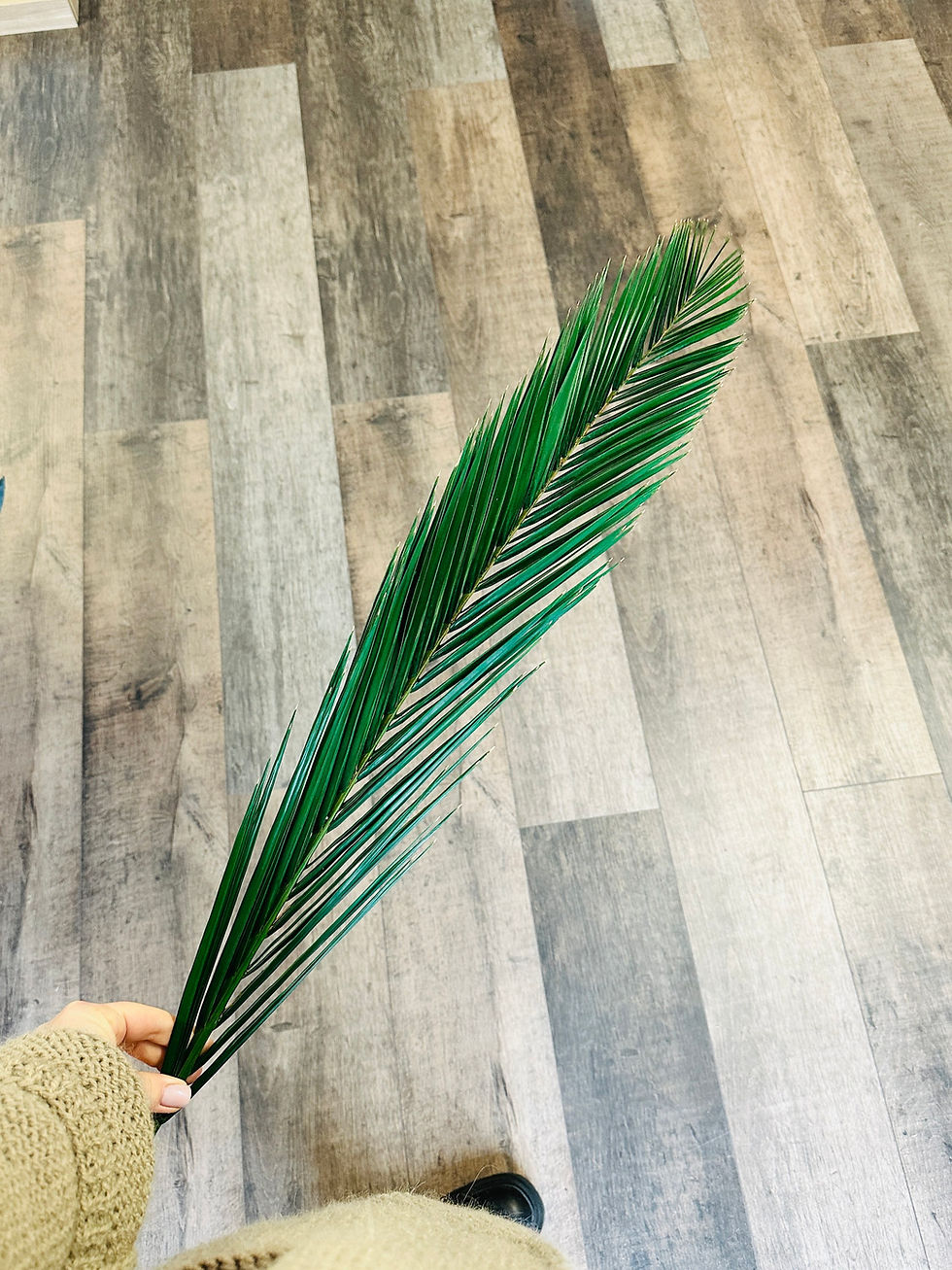 Miniatiūra: Stabilizuota palmės šaka 70cm