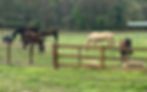 Wide angle view of serene horses grazing in a tranquil meadow