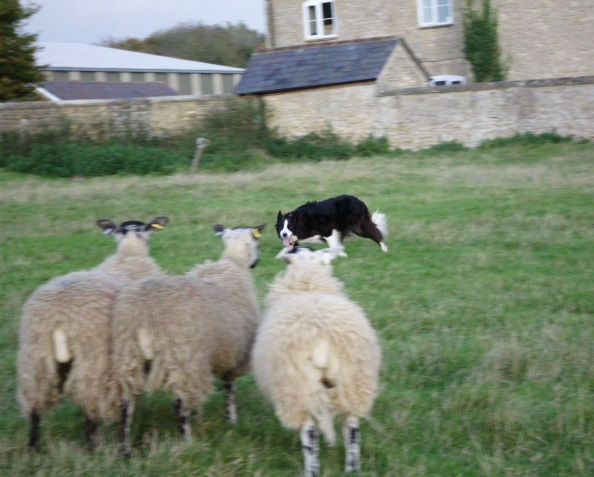 skye_with_sheep