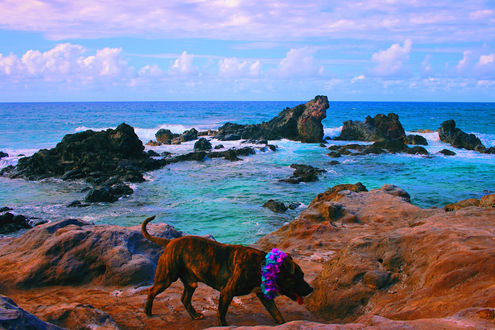 dog hawaii.jpg