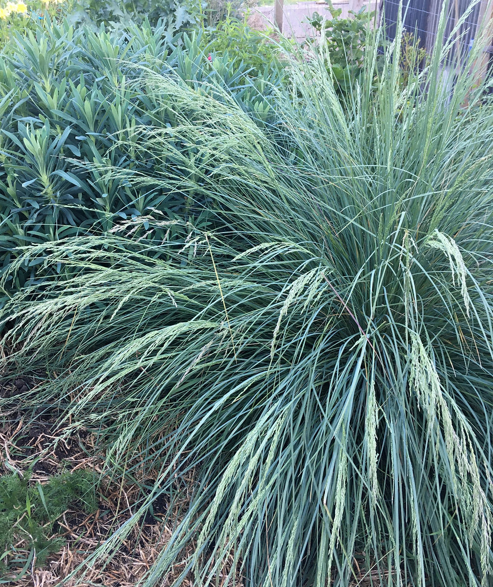 Poa labilldierei with fresh new spring growth.