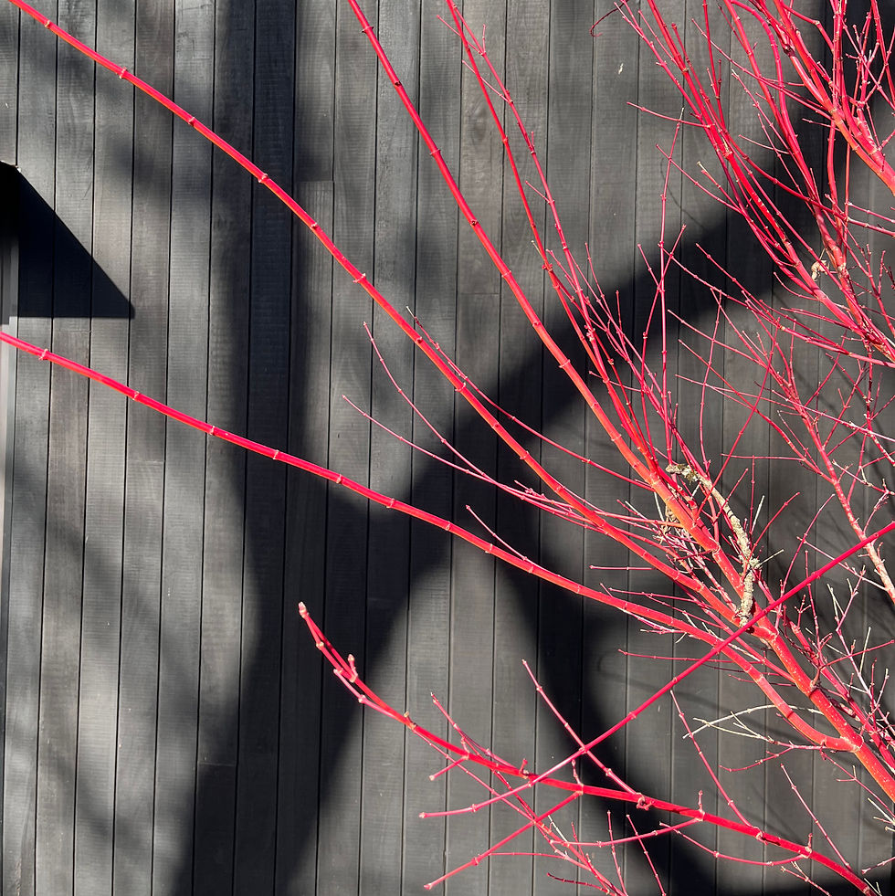 Acer 'Senkaki' against a Shou Sugi Ban cladding in a clients garden.