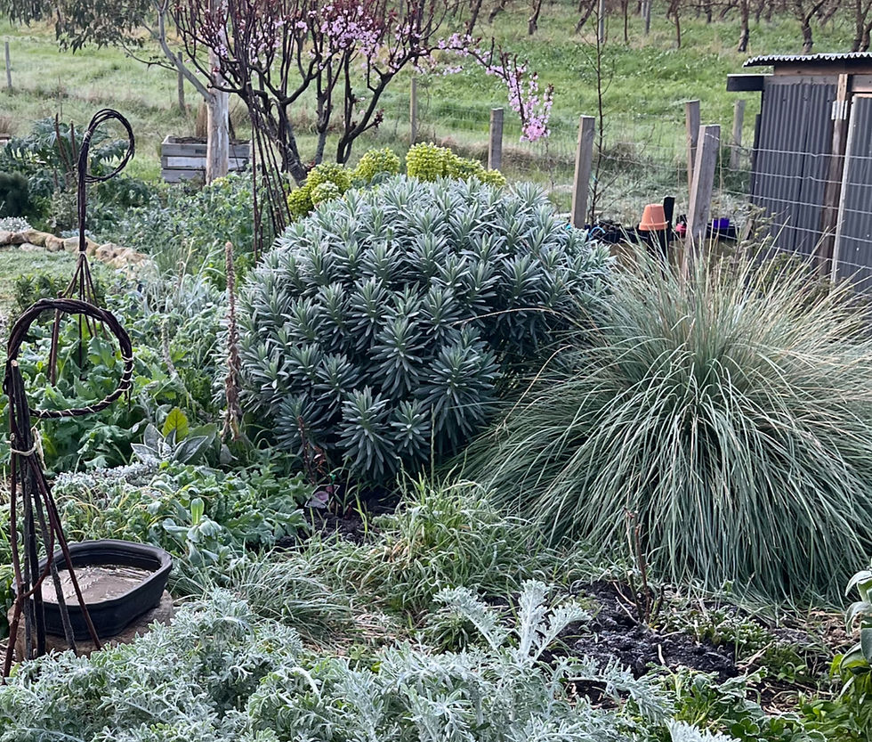 Poa labilldierei providing textural interest in the winter garden.