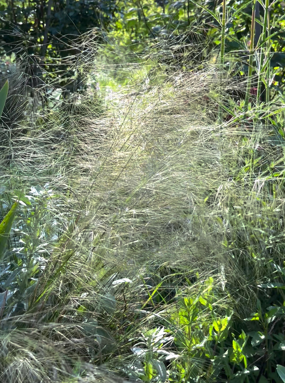 Austrostipa scabra- perfect for catching the light and the slightest breeze.