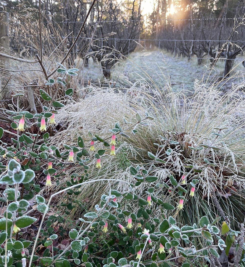 Poa catching some frost.