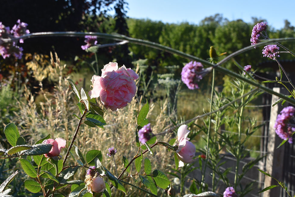 Austrodanthonia pilosa in a perennial border
