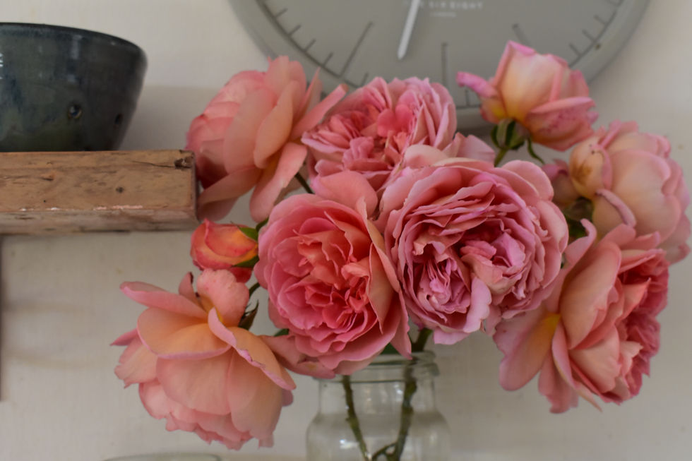 Rosa 'Endeavour' - showing much more of the coral tones.