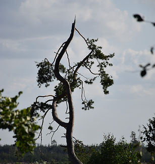 DSC_2937_edited.jpg