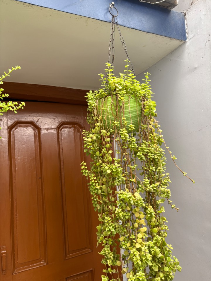 Creeping Charlie Hanging Plant (क्रीपिंग चार्ली) for sale in Bhartiya Nagar