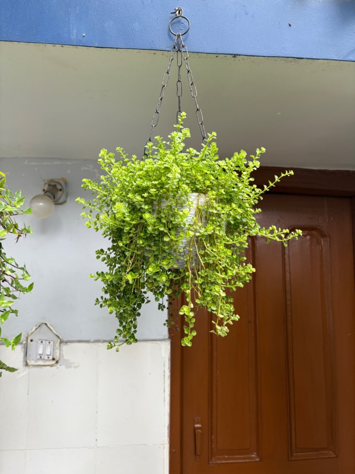 Creeping Jenny (गोल्डन क्रीपिंग जेनी) for sale in Bhartiya Nagar
