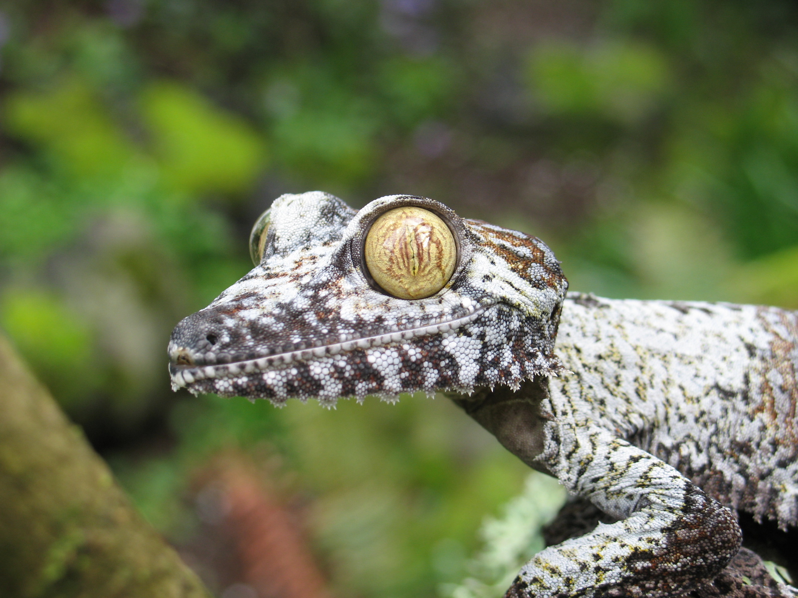 Seattle Reptile Guy Animal Parties for Kids