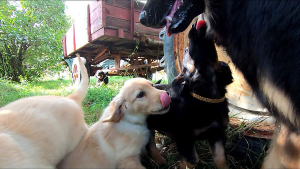 Saphir qui fait des bisous à maman.jpeg