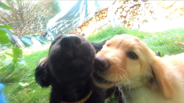 Saphir et Schnaps qui se font des câlins.jpeg