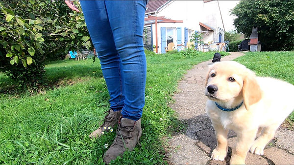 Sunny au jardin.jpeg