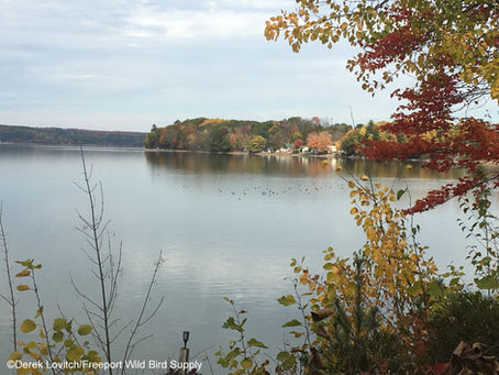 Birds on Tap - Roadtrip! "Fall Ducks and Draughts" Trip Report, 10/20/19.