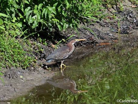 Birdwalk Highlights for 8/16: Old Town House Park, North Yarmouth.