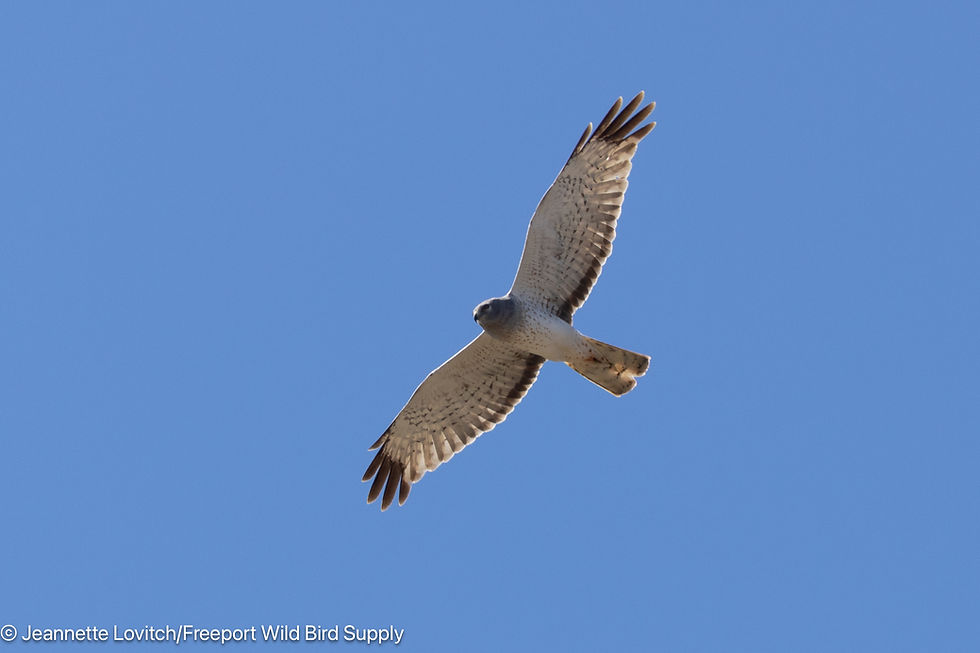 Bradbury Mountain Hawkwatch: Week 7