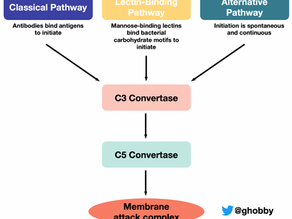 Treatment of C3GN: What's next for complement's alternative pathway?