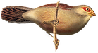 Petit oiseau