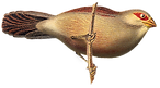 Little Bird