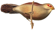 Little Bird