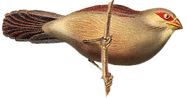 Liten fågel