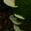 Thumbnail: Mushrooms at Blarney Castle Green Triptych
